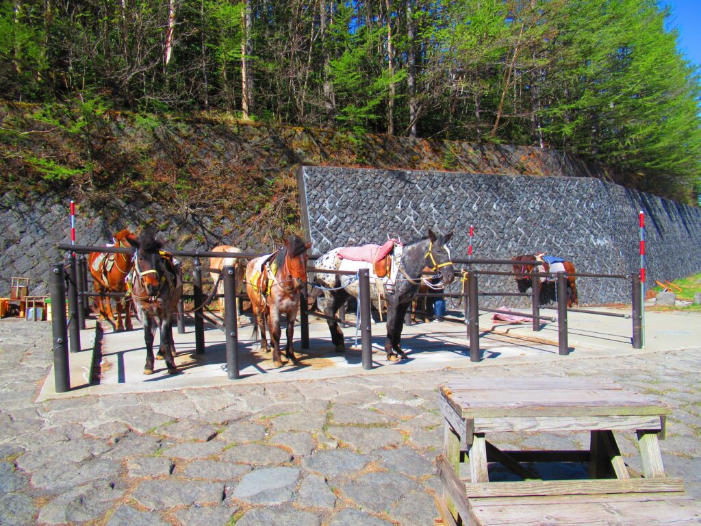 富士山で唯一お馬さんに乗れる場所です☺ただ値段がね・・・