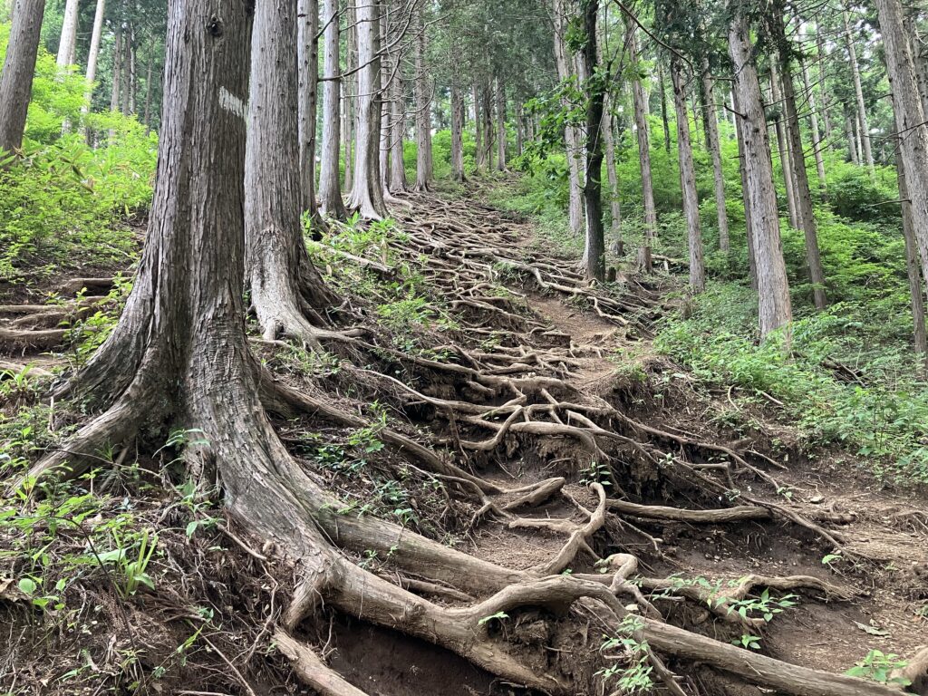 天然の木の階段
