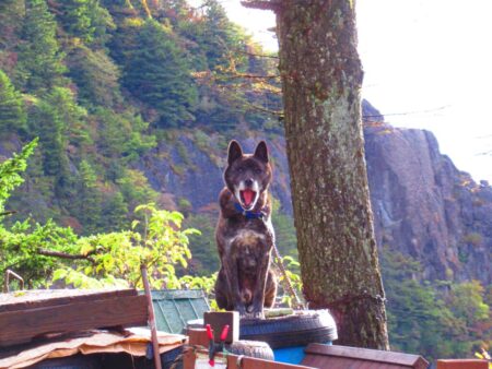 三つ峠山荘の甲斐犬(3匹居ます)🐶
この子はゴン君かな？