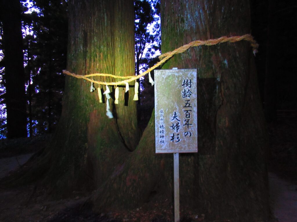 樹齢500年の夫婦杉
