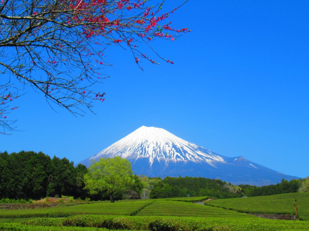 富士山と茶畑と青空