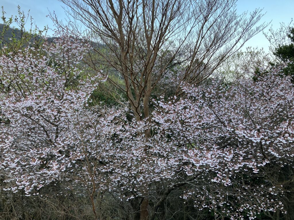桜が満開✨