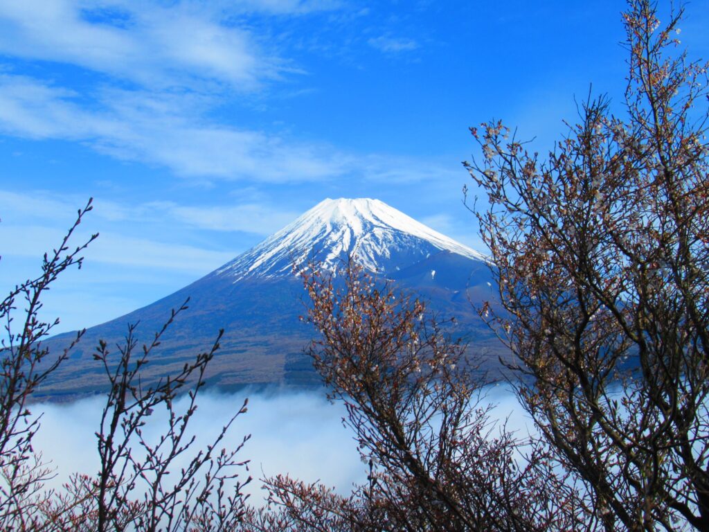 下山時にはしっかりと富士山が見えました✨手前に見えるのは1部咲き位の桜です🌸