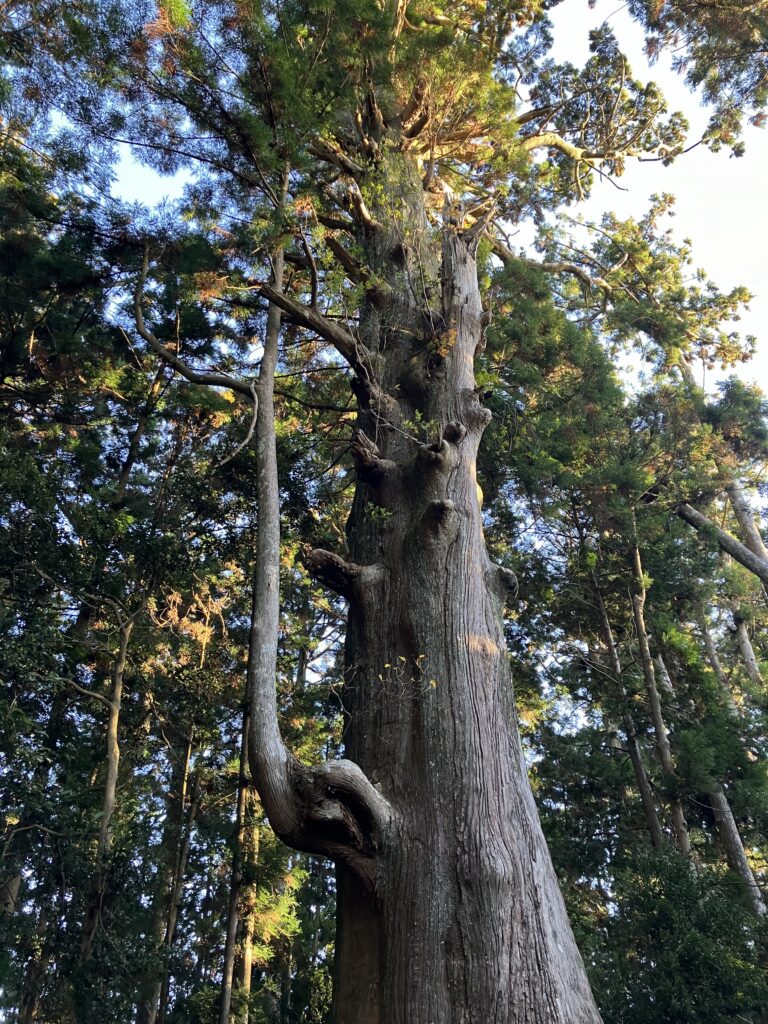 智満寺の十本杉の一つ『大杉』
神々しい・・・