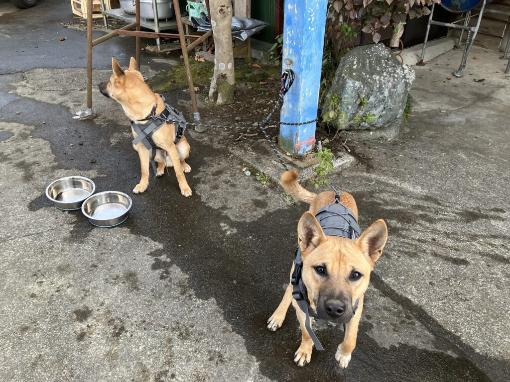 出発前には屋久島犬のみならい猟犬(兄弟)に見送られて２日も頑張ります！