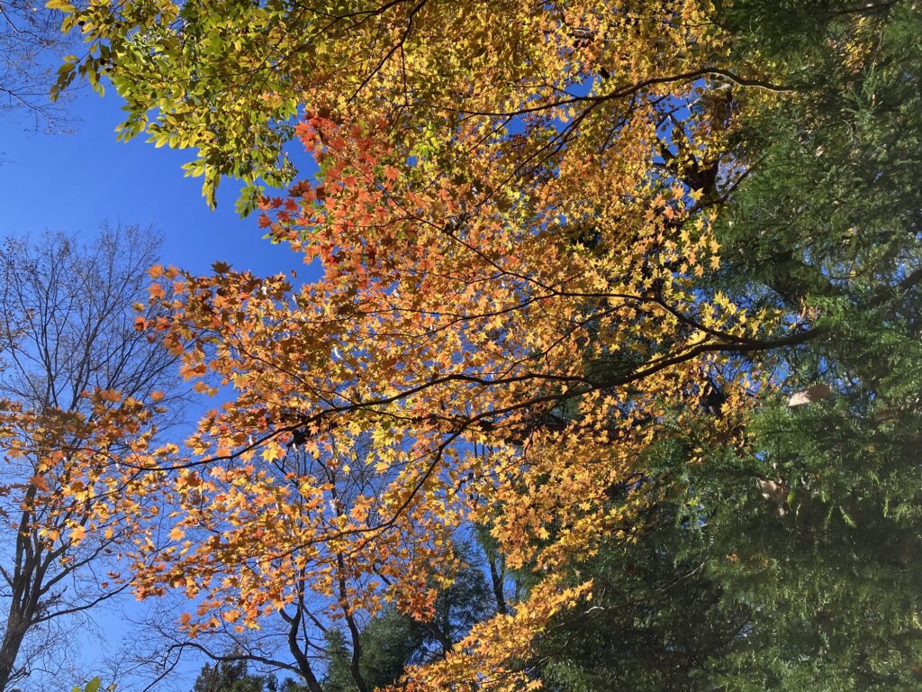 紅葉がまだキレイです✨