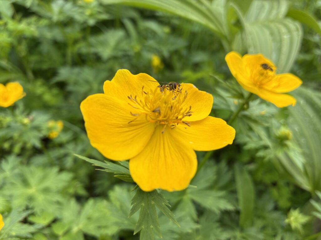 シナノキンバイ
