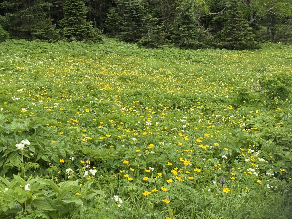 防鹿柵内はお花畑です✨