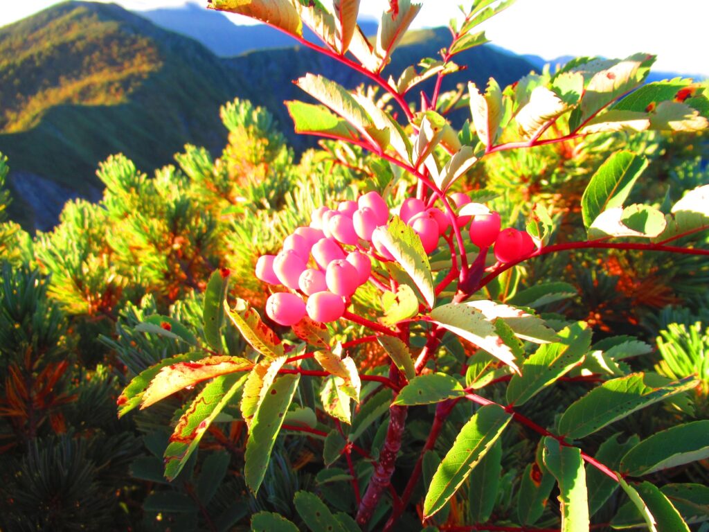 朝日でより赤いナナカマドの実