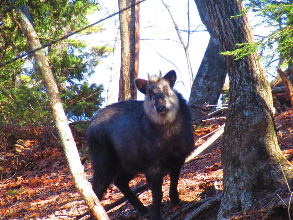 カモシカ発見👀