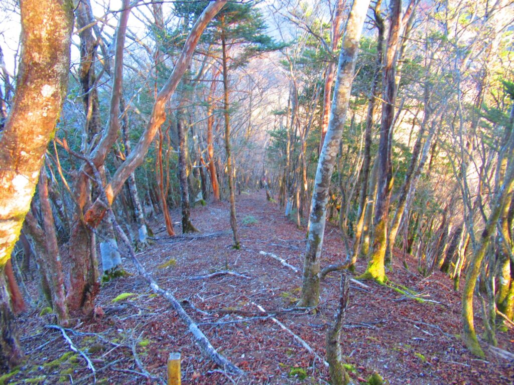 ナビゲーション中