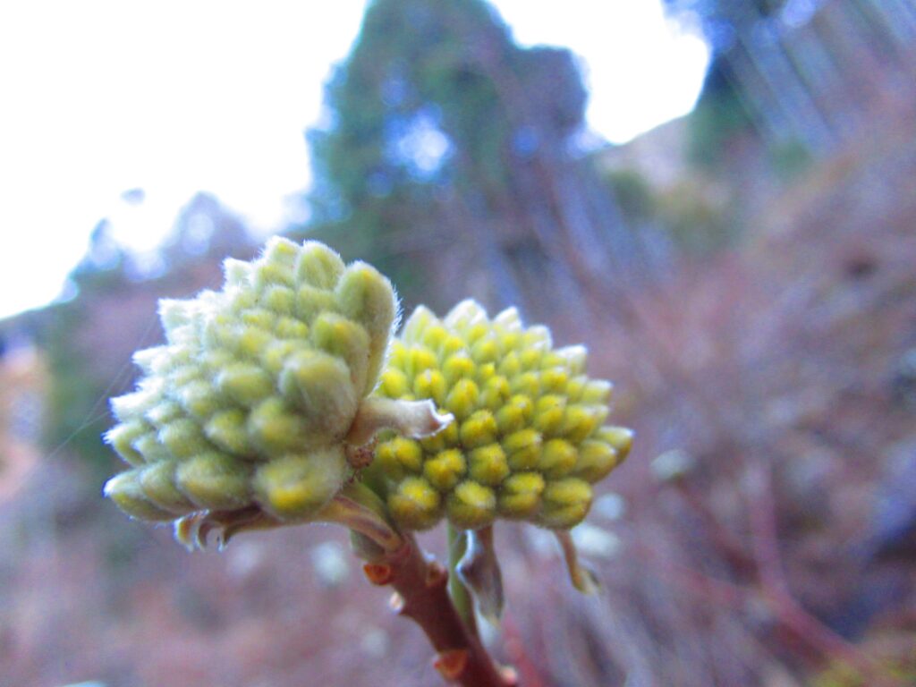 まだまだ蕾のミツマタ